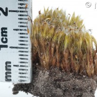 Heath Star-moss